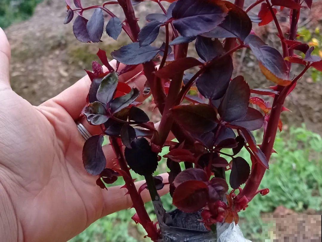 春天肥料要用对，根据植株种类施，效果更好