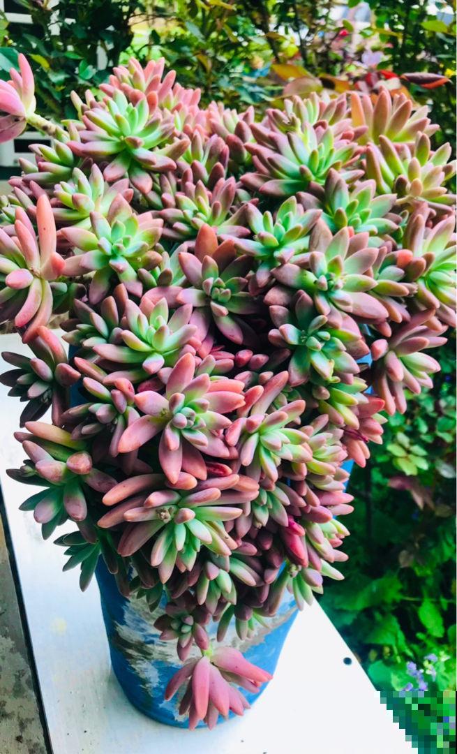 4种“省钱植物”，实在太贴心，掐个枝条插土里就能活