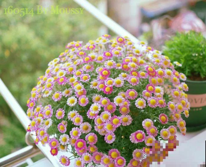 阳台虽小，种点花草，也能变成小花园