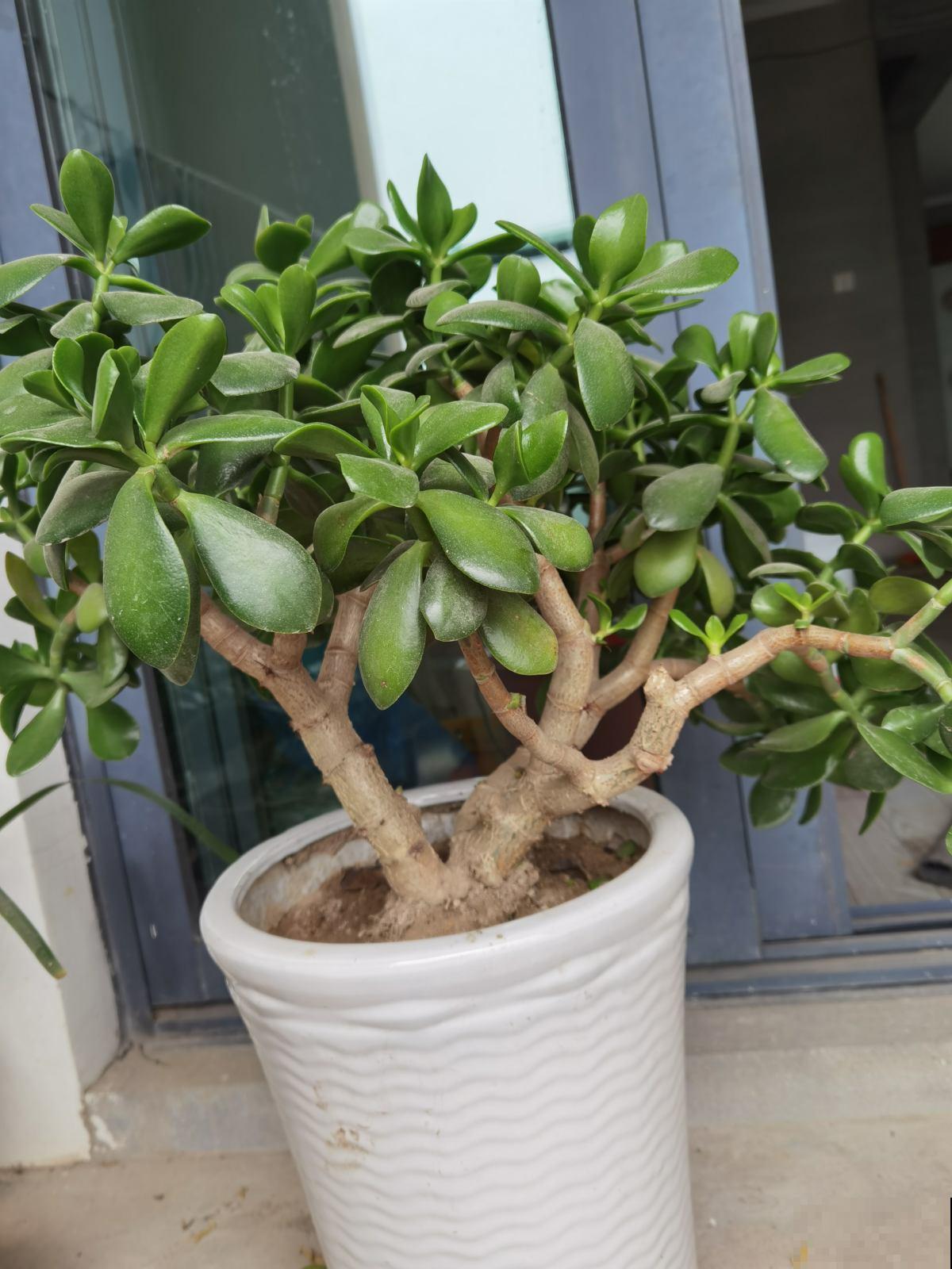 能长成“小树”的多肉，养得越久长得越壮，老桩看着真喜人