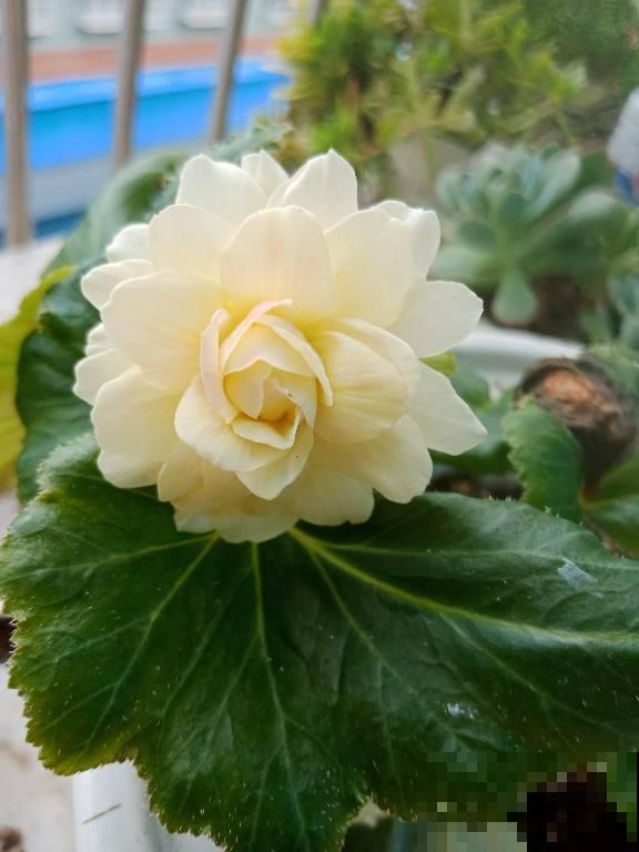 适合现在种的球根植物，4月初种上， 5月底就开花