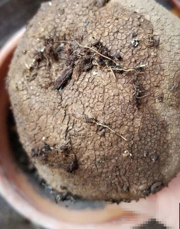 8种花开始慢慢睡醒了， 现在长得正旺，多浇水施肥， 开花更多！