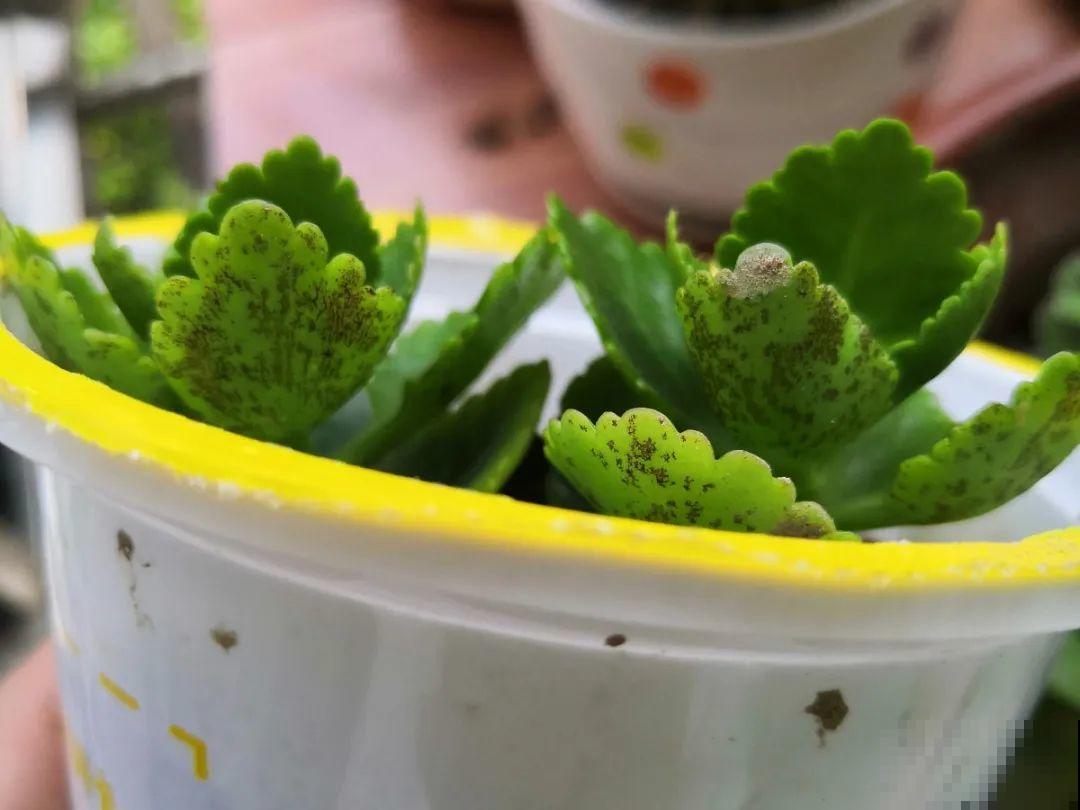 10种花夏天要休眠,必须控制浇水,不然全都浇死了 10种花夏天要休眠,必须控制浇水,不然全都浇死了