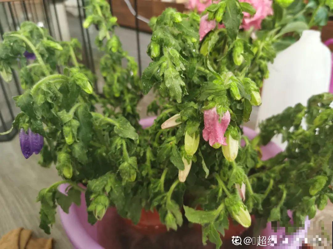 超级“喜水”的花，3天不浇水，就离死不远了