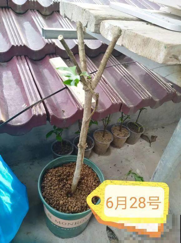 春天最佳繁殖季，扦插播种分株压条，成活率特高