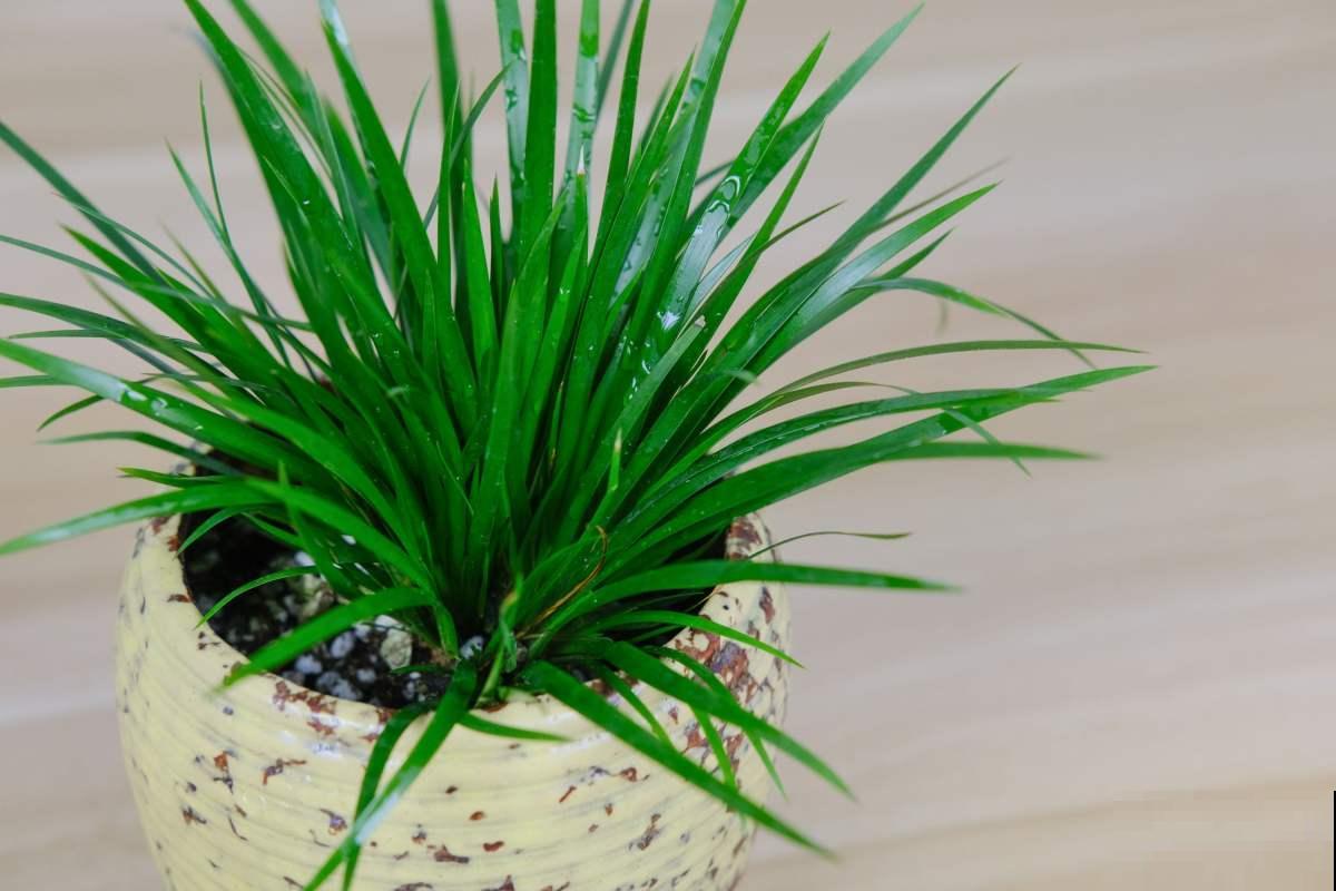 河边常见的3种草，现在都成了网红绿植，养护起来超简单