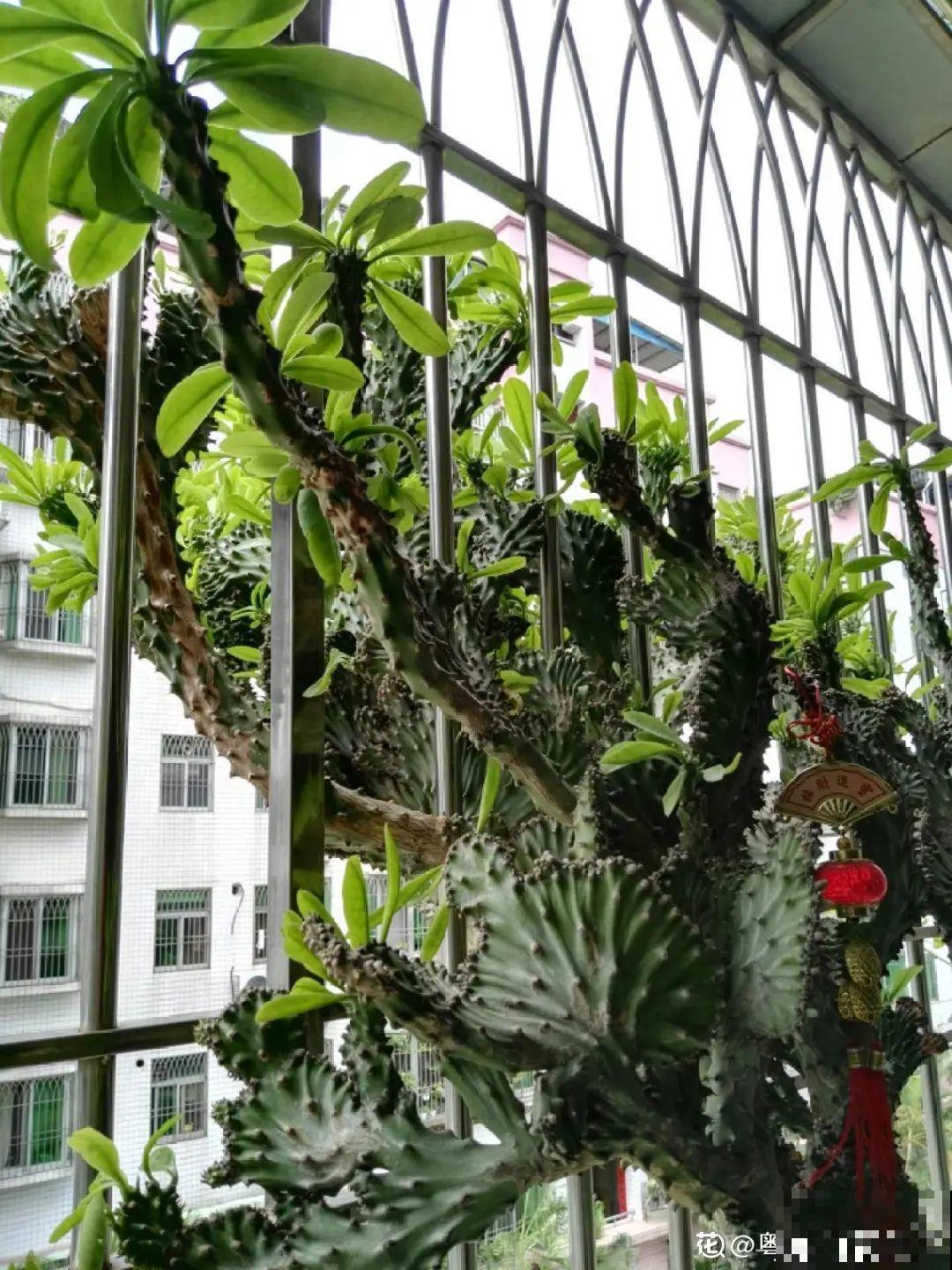 家里养盆镇宅花，越长越霸气，安全感十足