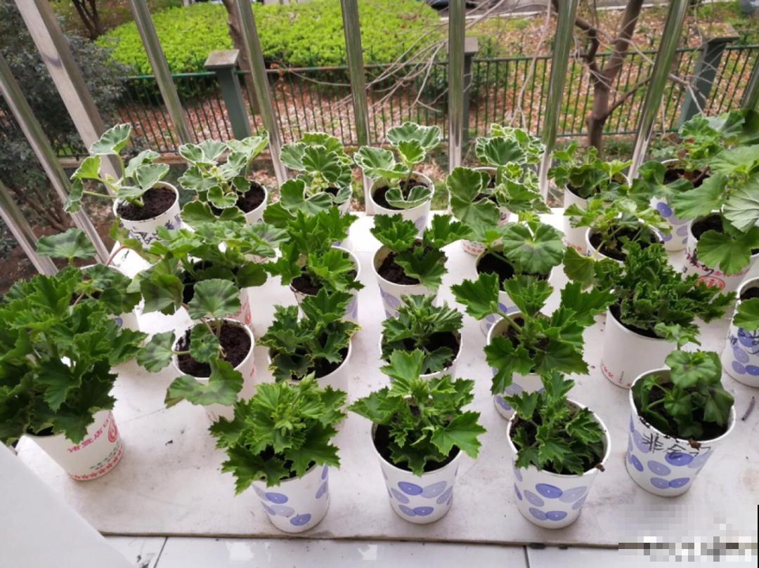 垂吊天竺葵,1年能开上百天,好养不占地儿 垂吊天竺葵,1年能开上百天,好养不占地儿