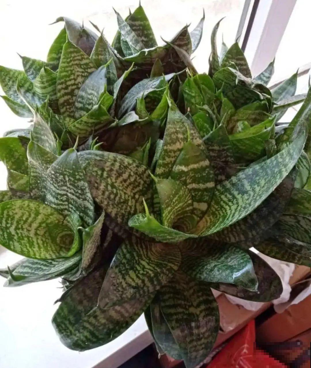 12种花真是太能生，叶子沾土就生根，实在太好活