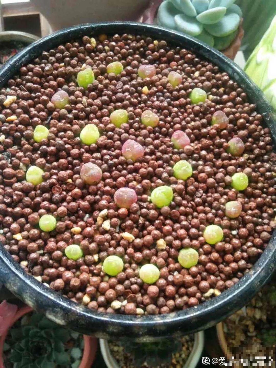 养多肉的人里，有一群“屁股花”爱好者，养的多肉超可爱