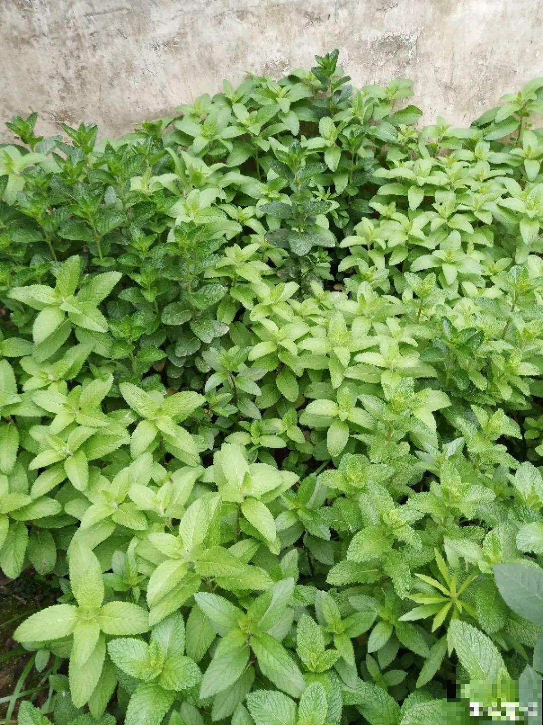 春天开始养薄荷, 等到天热了,爆出一大盆 春天开始养薄荷, 等到天热了,爆出一大盆