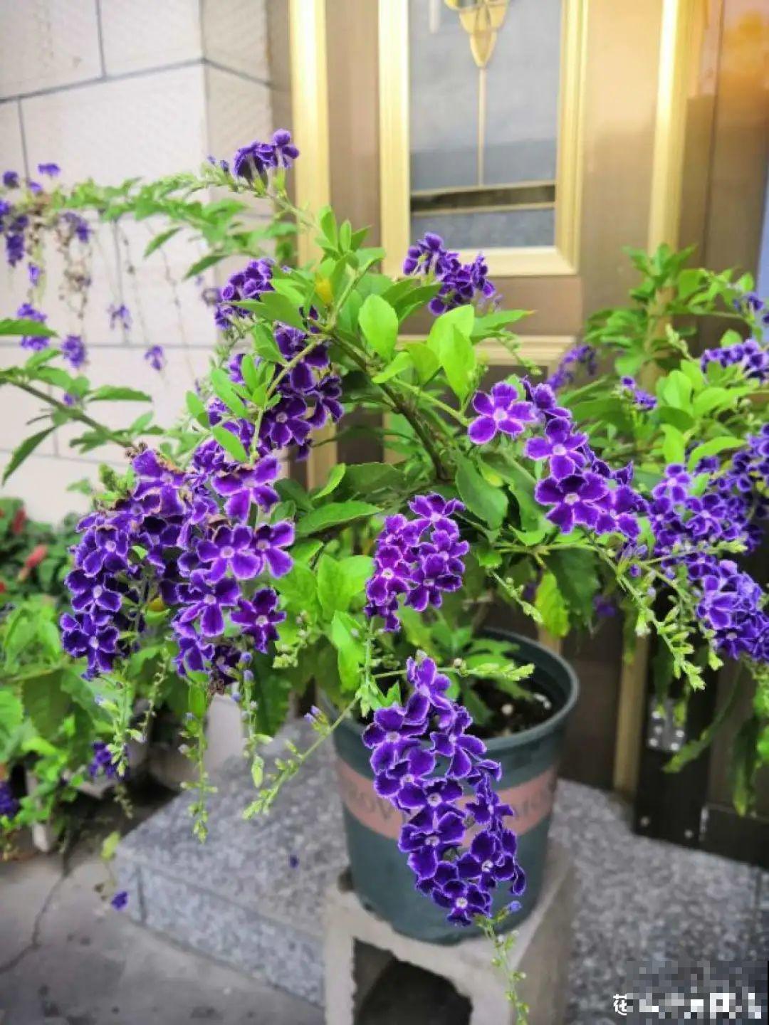 家里养盆香水花,满屋子飘香,还能净化空气 家里养盆香水花,满屋子飘香,还能净化空气