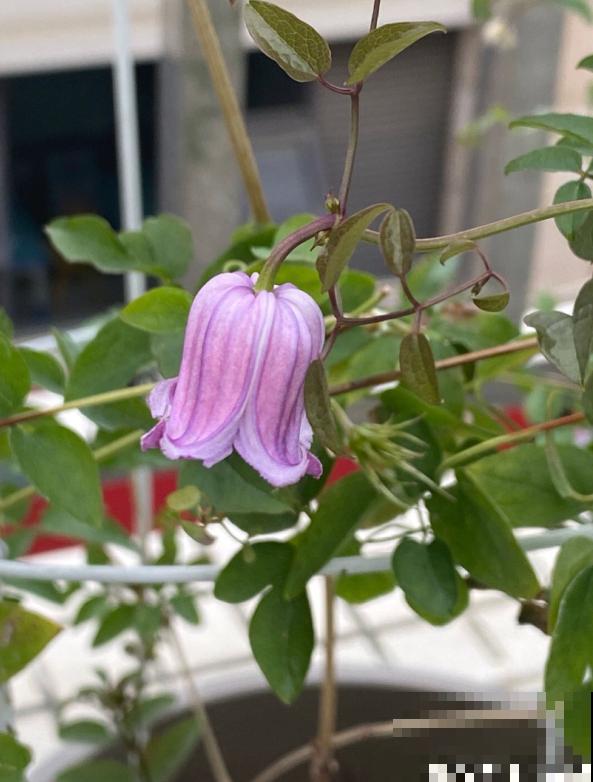 皮实好养的“铃铛铁”,铁线莲中的开花王,耐热皮实特别好养 皮实好养的“铃铛铁”,铁线莲中的开花王,耐热皮实特别好养