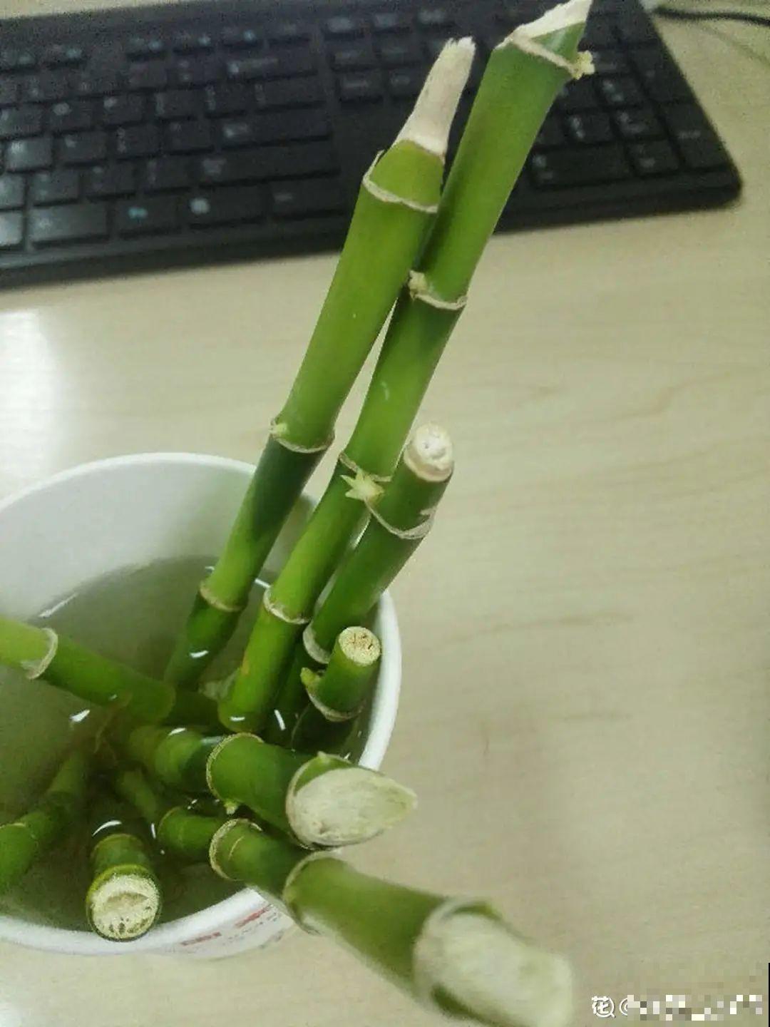 6种花夏天扦插,枝条剁8段、撒土里,3岁小孩都能插活! 6种花夏天扦插,枝条剁8段、撒土里,3岁小孩都能插活!