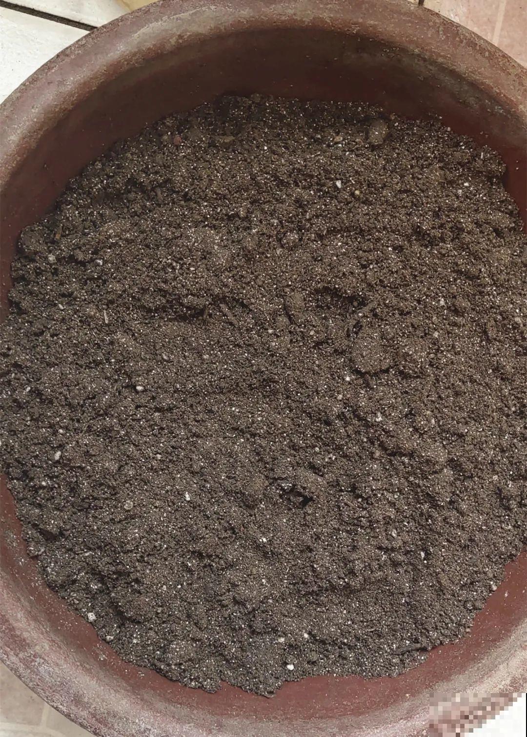 养多肉不用买花盆,只需一些水泥,自己就能DIY做花盆 养多肉不用买花盆,只需一些水泥,自己就能DIY做花盆