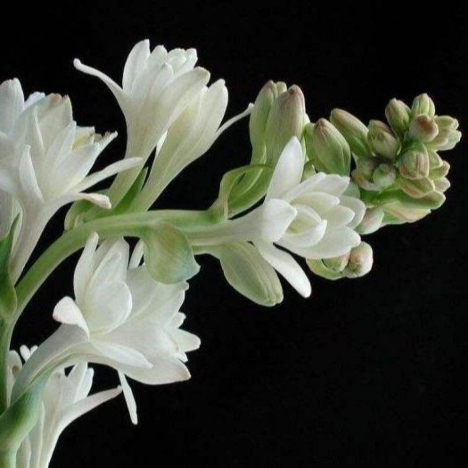 3种夏天“移动香水”，开花旺盛，满屋子都是香味