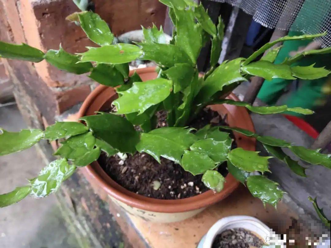 最怕晒的10种花,赶快搬进屋,否则会死掉 最怕晒的10种花,赶快搬进屋,否则会死掉