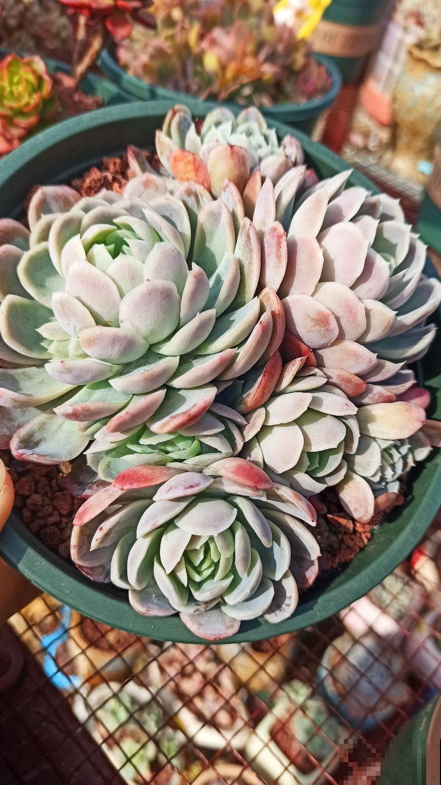 养多肉的小白，记住这些术语，秒变大神！