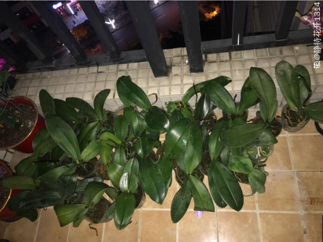 春天肥料要用对，根据植株种类施，效果更好