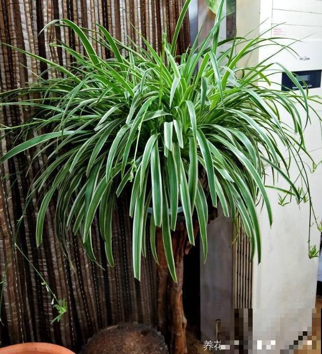 升温后，5种花别乱晒，一晒就叶子就黄了