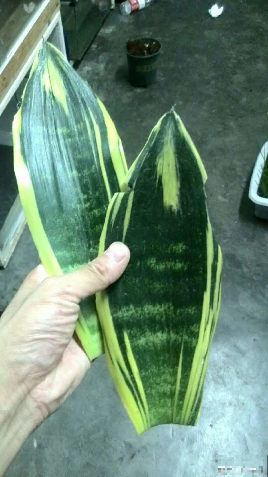 6种花夏天扦插,枝条剁8段、撒土里,3岁小孩都能插活! 6种花夏天扦插,枝条剁8段、撒土里,3岁小孩都能插活!