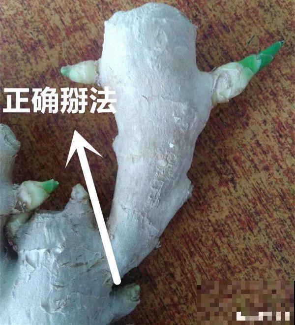 玉米棒子插水里，比绿植长得快，长成清新小盆栽