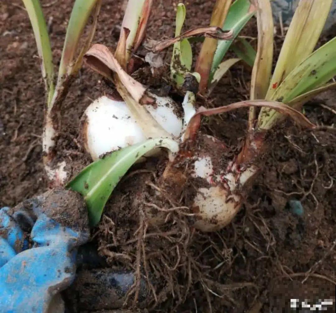 春天最佳繁殖季，扦插播种分株压条，成活率特高