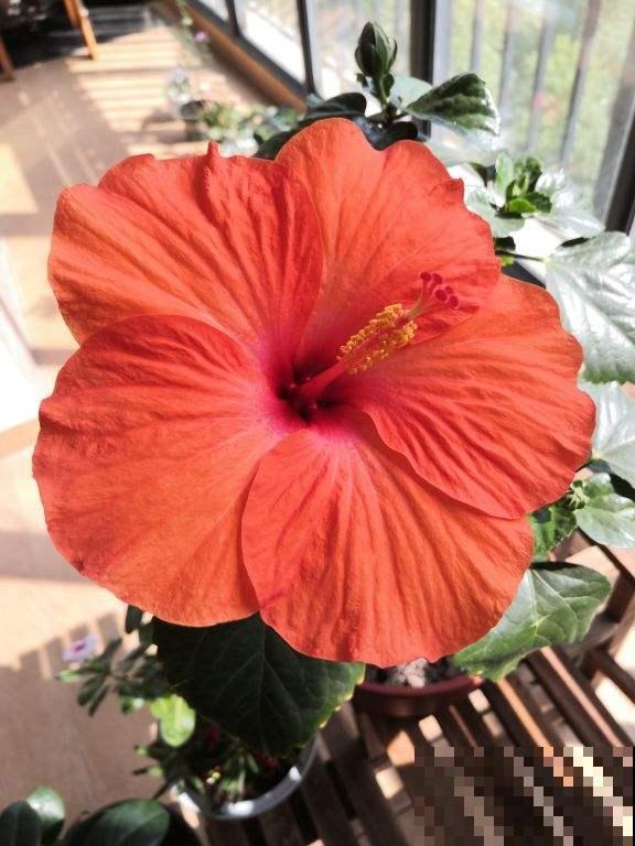 丹麦木槿养一盆，自己也能养成棒棒糖，五颜六色美极了！