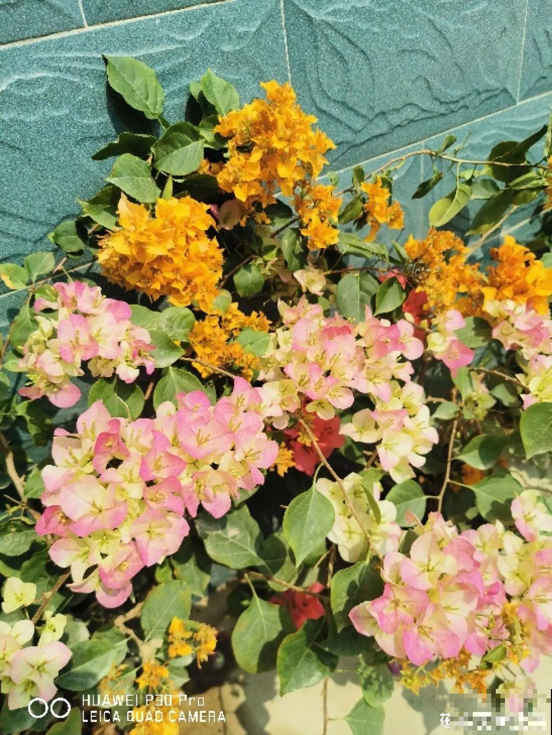 9层楼高的三角梅，足足养了28年，不得不服！