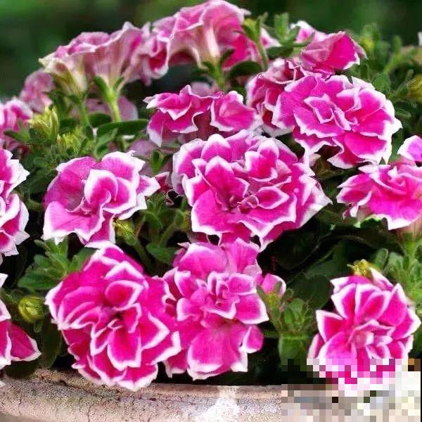 矮牵牛得剪一剪，才能开花多，满盆都是花苞！