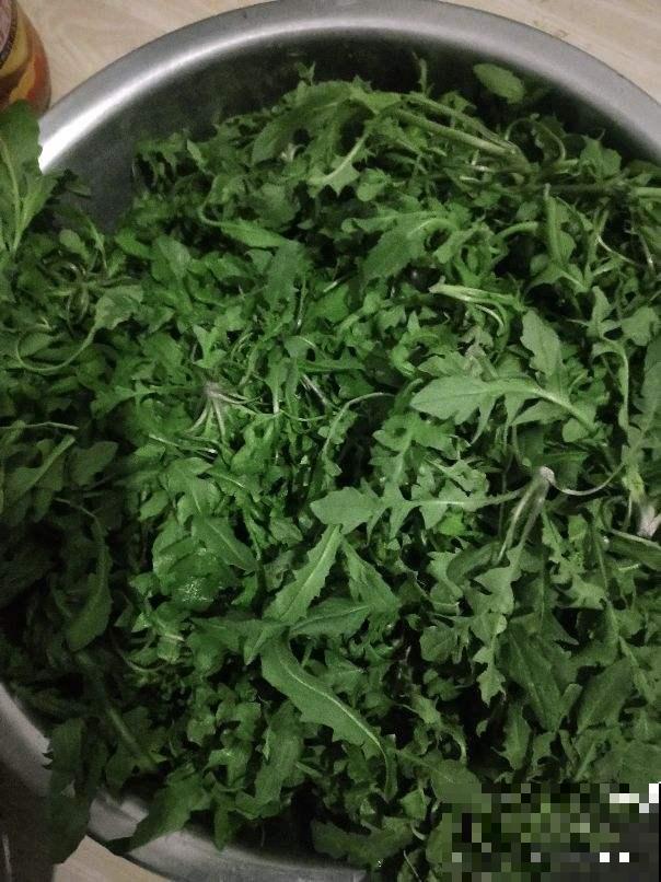 5月初长势超旺的野菜，山上溜达一圈，能摘好几袋子