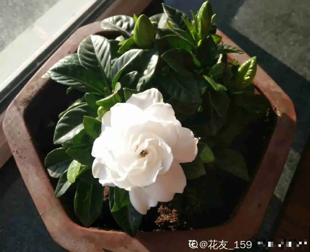 家里养盆香水花,满屋子飘香,还能净化空气 家里养盆香水花,满屋子飘香,还能净化空气