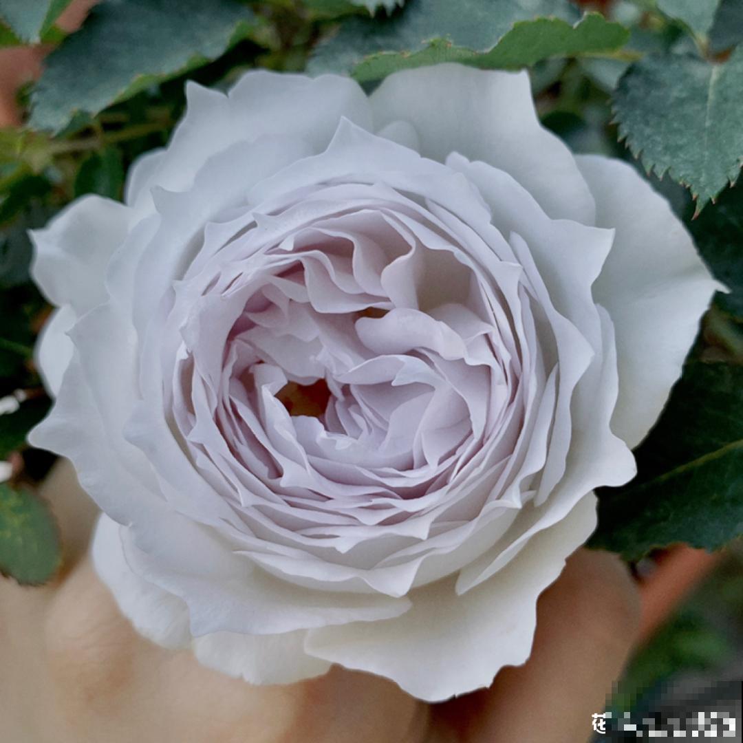 50种月季，各有各的美，哪一种是你的“菜”？