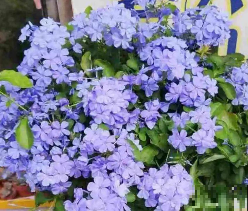 春天给花修剪,花才能呼呼开,俩月开爆盆 春天给花修剪,花才能呼呼开,俩月开爆盆