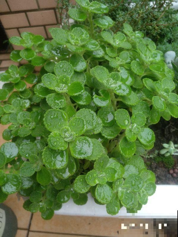 天气变热,4种花不适合淋雨,不然很快就死了 天气变热,4种花不适合淋雨,不然很快就死了