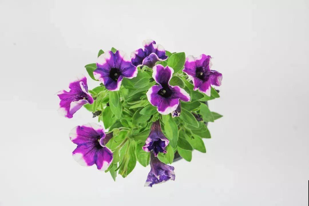 矮牵牛得剪一剪，才能开花多，满盆都是花苞！