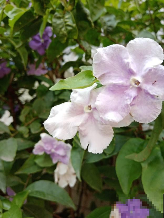 一盆花开出三个颜色，能变色的花特神奇，现在养正是开花季