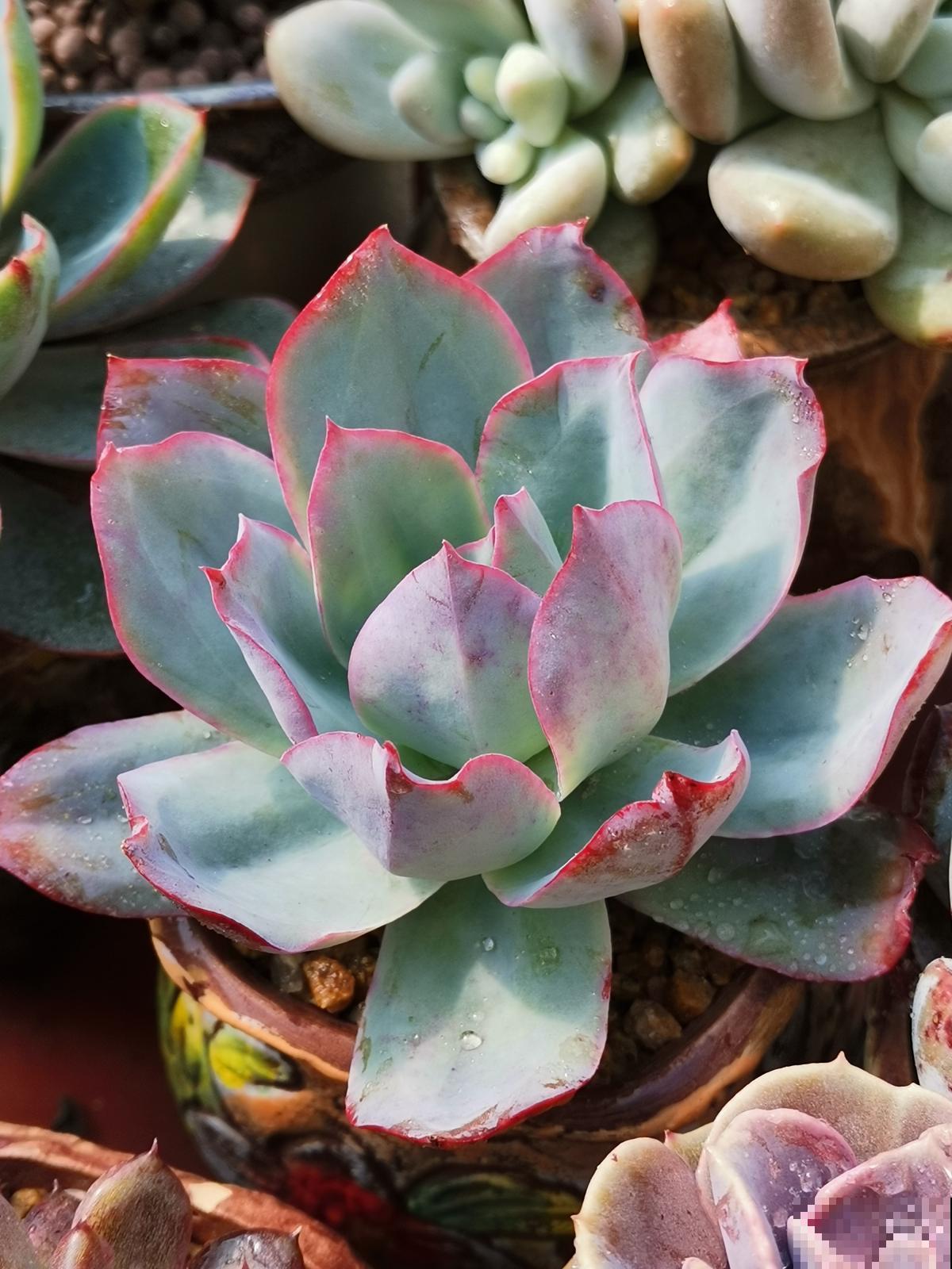 多肉中的“薄叶三仙”，仙气飘飘惹人喜爱，只养一盆都不够