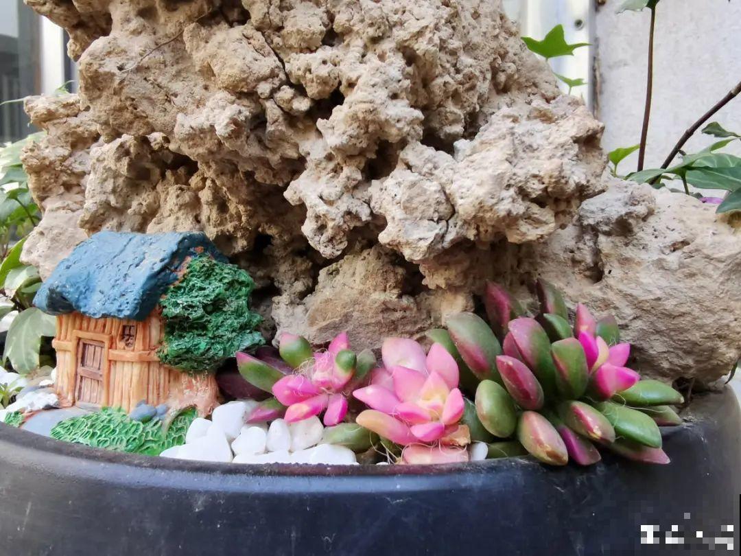 10种花夏天要休眠,必须控制浇水,不然全都浇死了 10种花夏天要休眠,必须控制浇水,不然全都浇死了