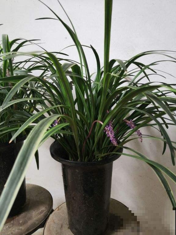 路边常见的野花,叶子像兰花,开粉色小花特可爱 路边常见的野花,叶子像兰花,开粉色小花特可爱