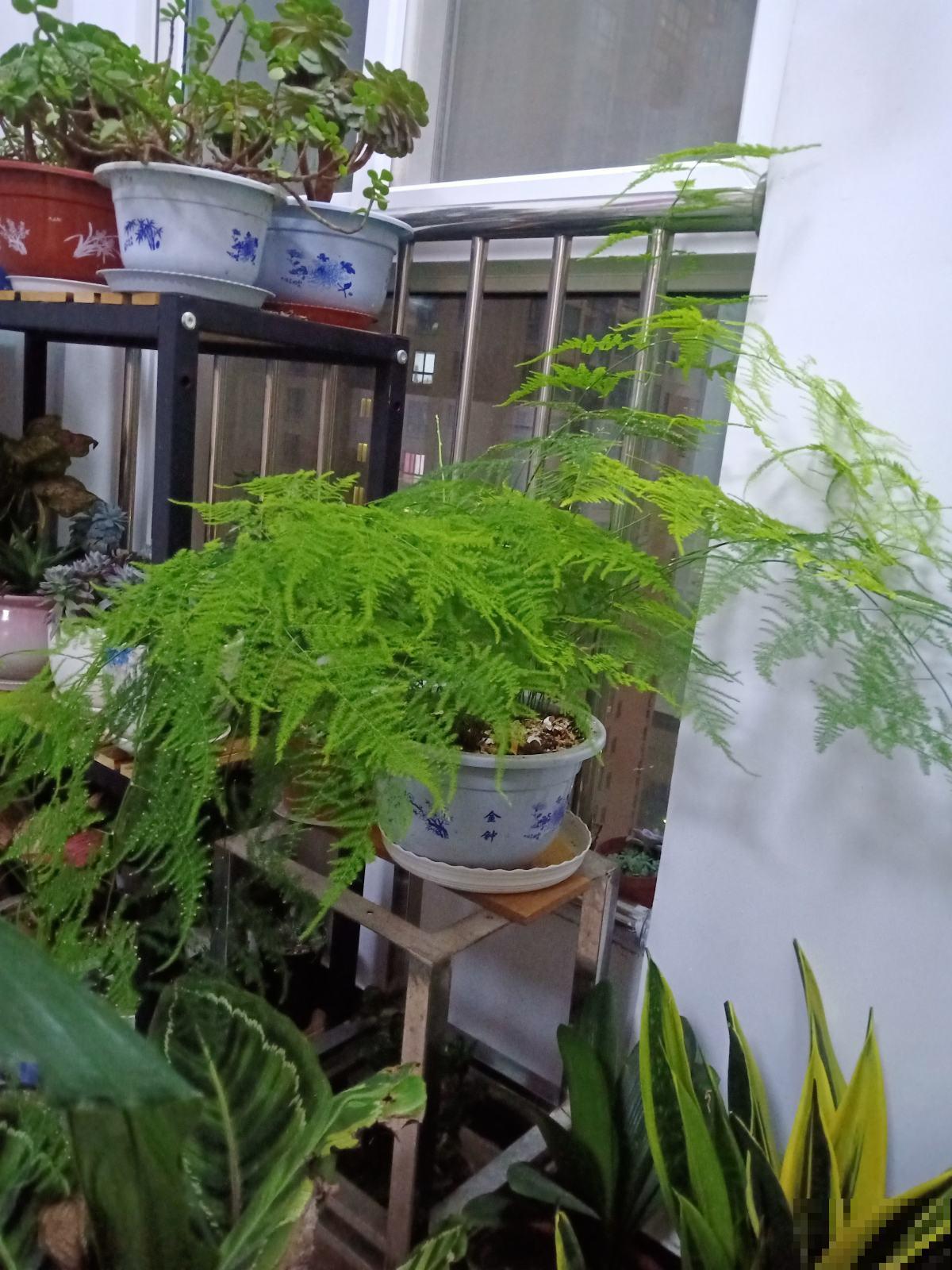 文竹总黄叶，要及时剪掉，新叶子才会继续长