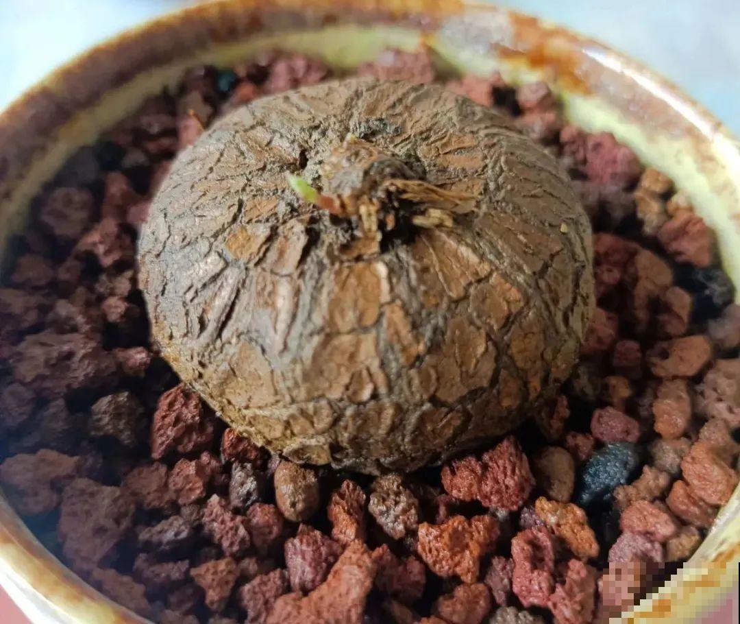 植物长了个大肚子，超级耐旱，一个月不浇水也死不了