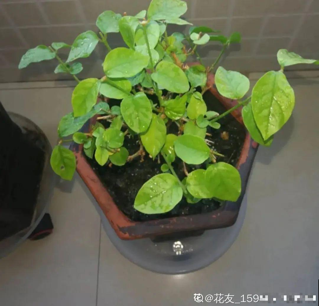 新买的绣球别猛晒，养在阴凉通风处最好，不然叶子全晒焦了