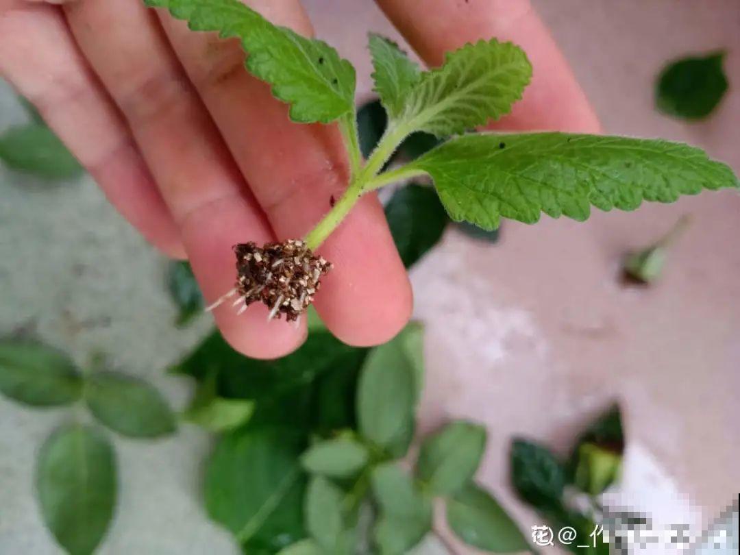 8种花赶紧剃头，剃得越狠，开花越多