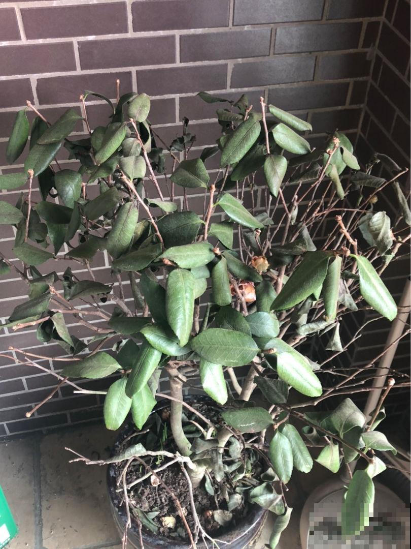 修剪后的枯叶子别丢，还能继续养花，花吃了长得壮