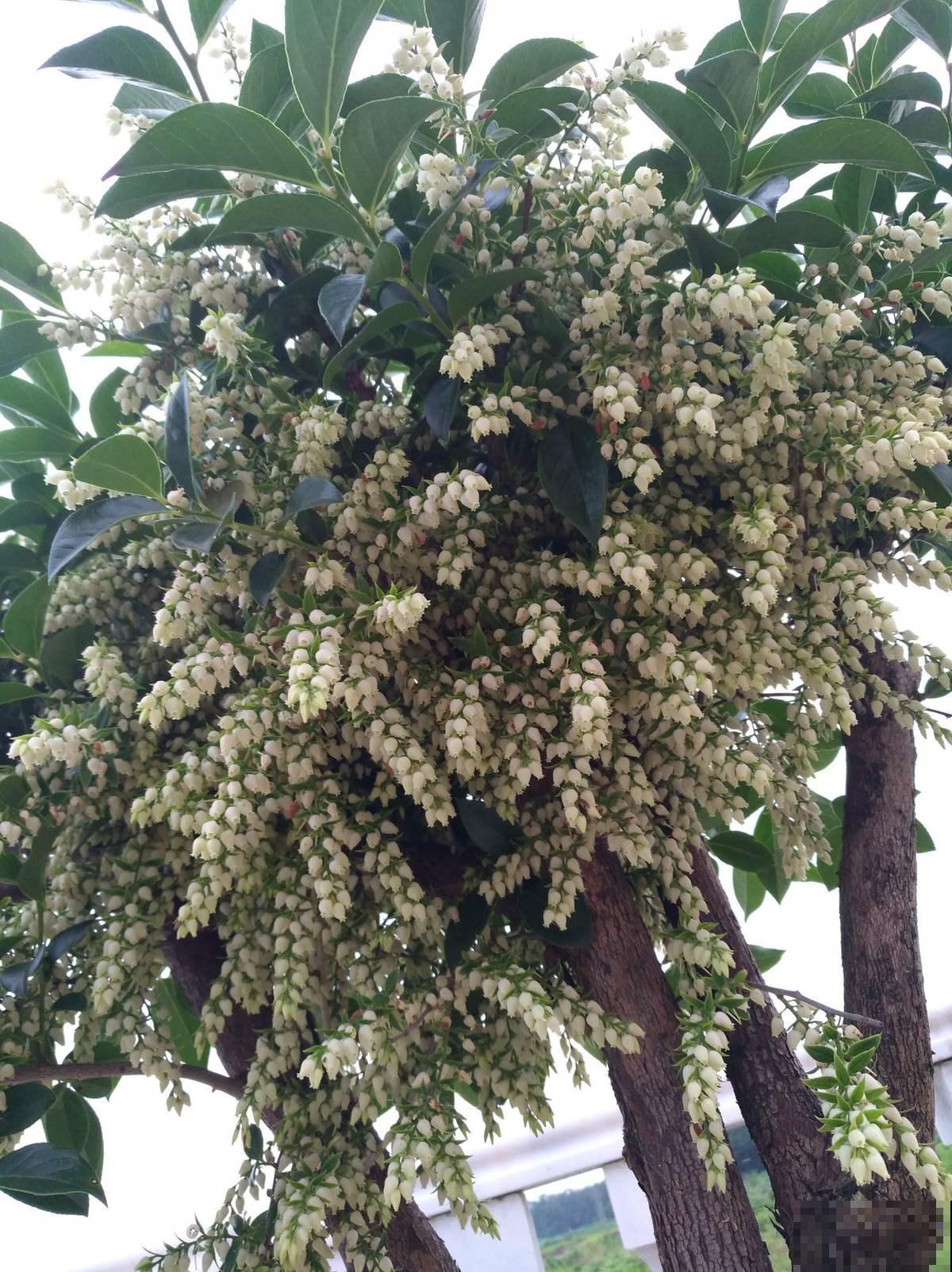 一种花名叫“马醉木”,开花是一串“银珍珠”,颜值特高 一种花名叫“马醉木”,开花是一串“银珍珠”,颜值特高