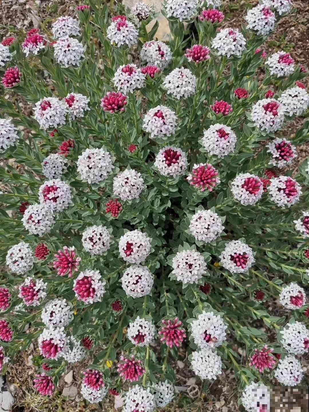 现实中这两种草,竟是武侠里的断肠草,毒性太强,一碰即“断肠” 现实中这两种草,竟是武侠里的断肠草,毒性太强,一碰即“断肠”