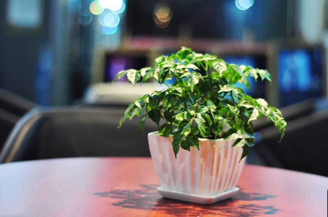 室内小窗台，养点小众盆栽，气质瞬间不一样