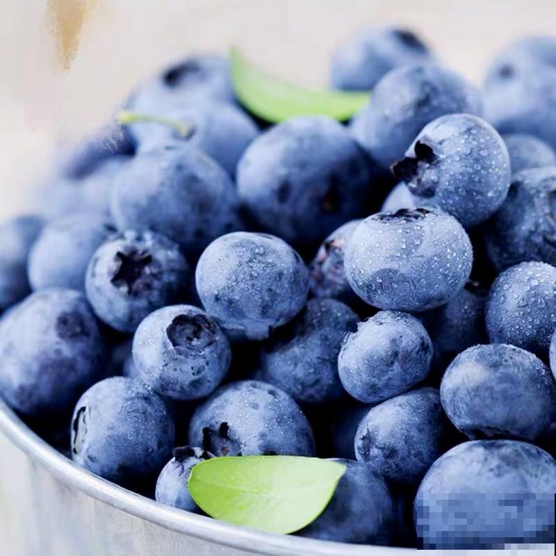 蓝莓自己在家也能种，果子结的一串串，营养价值特高