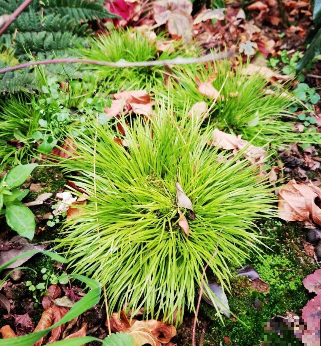 超好看的小野花，春天野外一大片，挖几棵回家还能泡茶